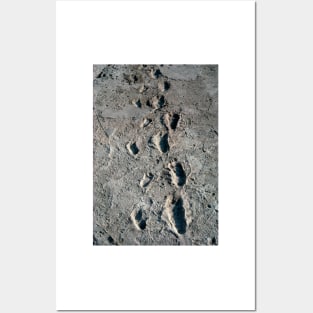 Trail of Laetoli footprints. (E437/0041) Posters and Art